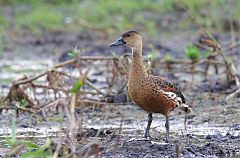 Wandering Whistling-Duck